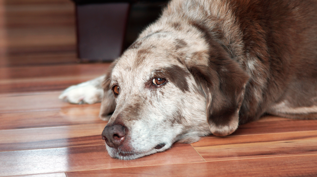 Was tun, wenn ich den Hund nicht mehr betreuen kann? von Madeleine